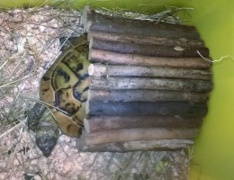 Obrázek výrobku: Dřevěný domeček pro želvu